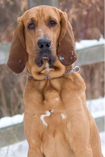 scooby the Mobile Veterinary Ultrasound mascot dog!